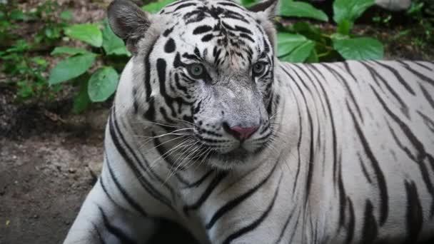 Белый Тигр Крупный План — стоковое видео