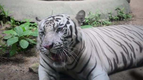 Tigre Branco Close — Vídeo de Stock