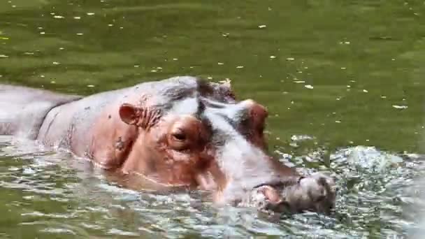 Hippopotamus Open Big Mouth Waiting Some Food — Stock Video