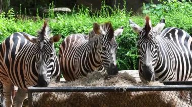 Sepette Kuru Çim yiyen zebralar grubu