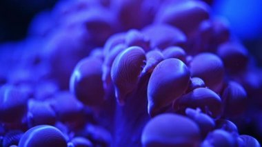 Deniz anemon sualtı - yakın