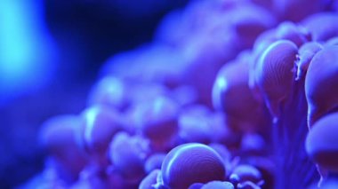 Deniz anemon sualtı - yakın