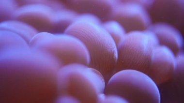 Deniz anemon sualtı - yakın