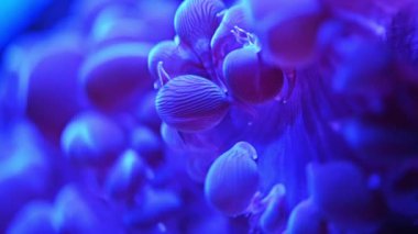 Deniz anemon sualtı - yakın