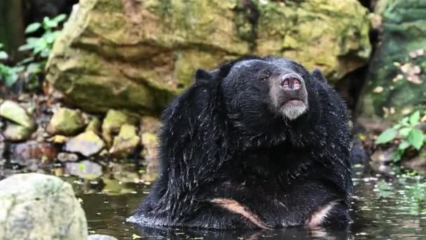 水の中のアジアの黒いクマ — ストック動画