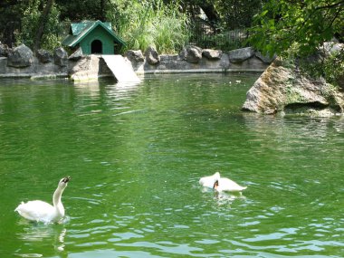 Güzel bir yaz günü. Büyüleyici beyaz kuğular bir parkta gölde yüzer