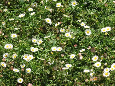  Yaz. Güneşli bir gün. Glade papatya parkta.