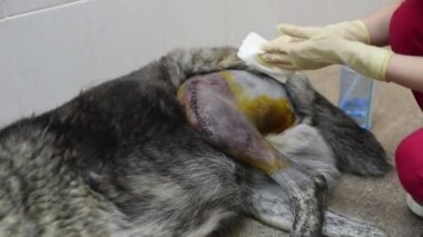 Tek kullanımlık eldiven içinde hayvan hastalıklarıyla ilgili bir pençe büyük köpeğe bir yaraya işleminden sonra davranır.