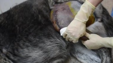 Tek kullanımlık eldiven içinde hayvan hastalıklarıyla ilgili bir pençe büyük köpeğe bir yaraya işleminden sonra davranır.