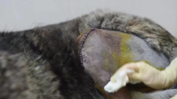 Der Tierarzt in den Einmalhandschuhen behandelt die Wunde auf der Pfote beim riesigen Hund nach der Operation — Stockvideo