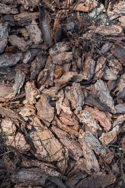 Schoon, fris, dennenschors mulch prachtig verlicht door de zon. — Stockfoto