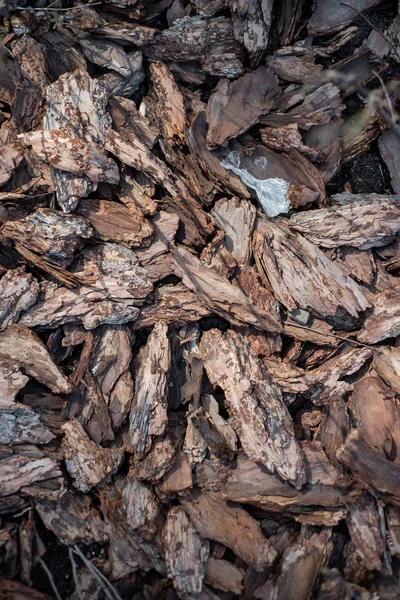 Schoon, fris, dennenschors mulch prachtig verlicht door de zon. — Stockfoto