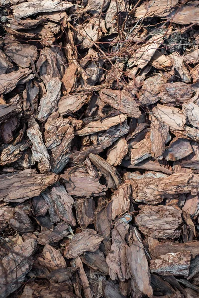 Schoon, fris, dennenschors mulch prachtig verlicht door de zon. — Stockfoto