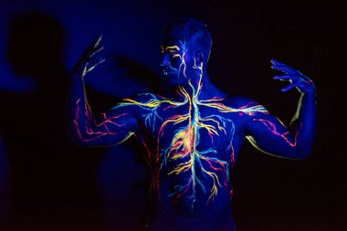 Uv desenleri bir adamın vücudunda dolaşım sisteminin vücut sanatı. Kaslı bir atletin göğsünde, damarlar ve arterler floresan boyalar ile çizilir. Vücut geliştirmeci pazı düzeltti