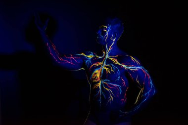 Uv desenleri bir erkek vücut üzerinde dolaşım sisteminin vücut sanatı. Kaslı bir atletin göğsünde, damarlar ve arterler floresan boyalar ile çizilir. Vücut geliştirmeci pazı düzeltti