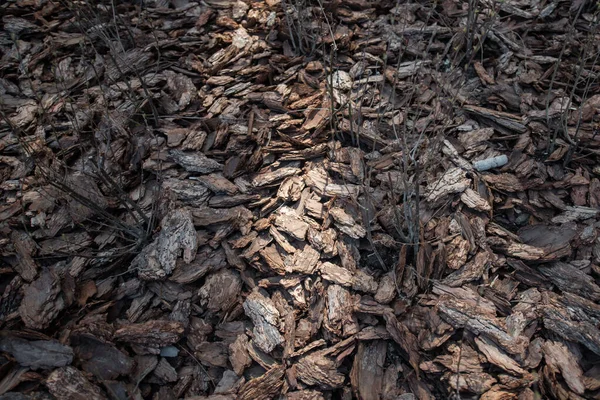 Schoon, fris, dennenschors mulch prachtig verlicht door de zon. — Stockfoto