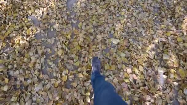 Mens voeten in blauwe jeans en grijze sportschoenen op herfst asfalt met geel gevallen bladeren. Vooraanzicht. — Stockvideo