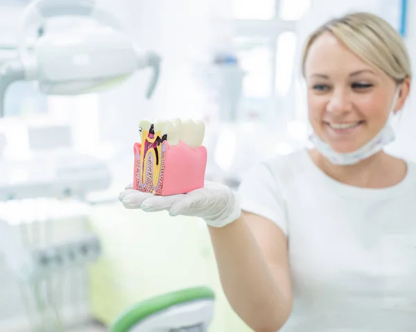 Anatomia di un modello dentale concetto di sezione trasversale dentista per l'istruzione. La dentista donna tiene un dente finto in sezione in ufficio. 32 denti. Il sorriso perfetto . — Foto Stock