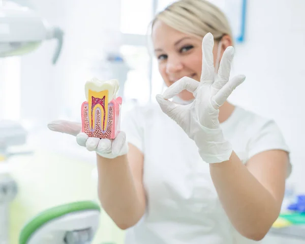 Anatomia di un modello dentale concetto di sezione trasversale dentista per l'istruzione. Il dentista tiene un dente finto in sezione nello studio . — Foto Stock