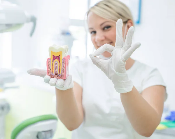 Anatomy of a dental model concept of a dentist cross section for education. The dentist holds a mock tooth in section in the office. — 스톡 사진