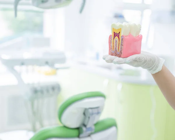 Anatomia di un modello dentale concetto di sezione trasversale dentista per l'istruzione. Il dentista tiene un dente finto in sezione nello studio . — Foto Stock