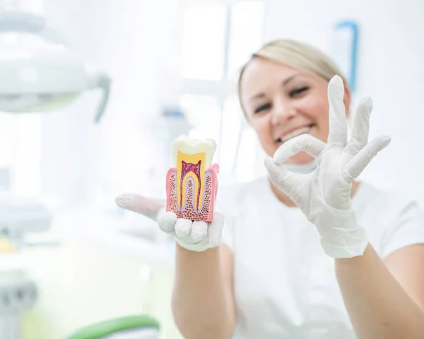 Anatomía de un modelo dental concepto de una sección transversal dentista para la educación. El dentista sostiene un diente simulado en sección en la oficina . —  Fotos de Stock