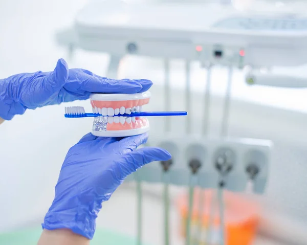 El dentista muestra cómo cepillarse los dientes con un cepillo de dientes en el diseño de la mandíbula. Primer plano de los médicos manos en guantes en el trabajo. Modelo de dientes para demostración . —  Fotos de Stock