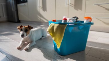 Akıllı, sakin bir köpek yavrusu mutfakta mavi bir kova temizlik ürününün yanında yatıyor. Bir deterjan seti, ev temizliği için bir bez parçası ve apartmanın ahşap zemininde küçük bir köpek. Kimse yok..