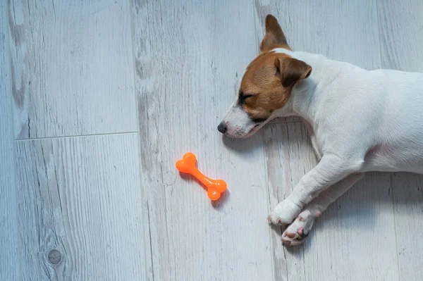 Vista superior de un cachorro de Jack Russell Terrier durmiendo en un piso gris de madera con un hueso de juguete. Un pequeño perro de pelo corto de pelo blanco-rojo ve un hueso en un sueño . — Foto de Stock