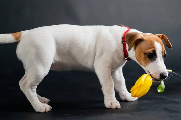 Cão bonito carrega uma tulipa em sua boca e brinca alegremente em um fundo preto. Cachorrinho de raça pura Jack Russell Terrier dá uma flor de primavera amarela em 8 de março. . — Fotografia de Stock