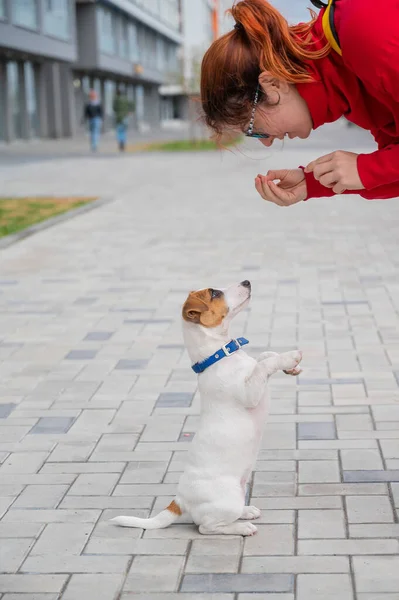 Smart lydig valp Jack Russell Terrier avrättar ägare kommandon på gatan. En trogen fullblod hund ser in i ögonen på en europeisk kvinna. — Stockfoto