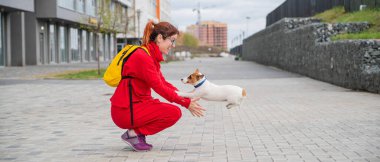 Zeki köpek yavrusu Jack Russell Terrier sokaktaki sahibiyle oynuyor. Safkan bir steyşın köpek kırmızı eşofmanlı Avrupalı bir kadının kollarına atlıyor. Hareket halinde.