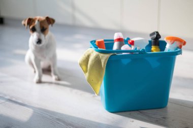 Çalışkan bir köpek yavrusu mutfakta mavi bir plastik temizlik ürününün yanında oturur. Bir deterjan seti, ev temizliği için bir bez parçası ve apartmanın ahşap zemininde küçük bir köpek. Kimse yok..