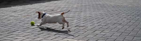 Purebred gladharige puppy Jack Russell Terrier speelt op straat. Vreugdevolle kleine hond metgezel rent en springt voor een tennisbal. Actieve vierbenige vriend. — Stockfoto