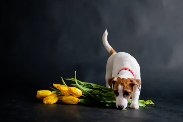Un lindo perrito está de pie junto a un brazo de tulipanes sobre un fondo negro. Cachorro de pura raza Jack Russell Terrier da un ramo de flores amarillas de primavera el 8 de marzo.. — Foto de Stock