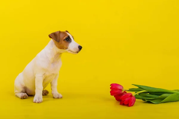Posłuszny pies siedzi obok czerwonych tulipanów w studio na żółtym tle. Romantyczny szczeniak Jack Russell Terrier gratuluje miłośnikom Walentynek i daje bukiet kwiatów. — Zdjęcie stockowe