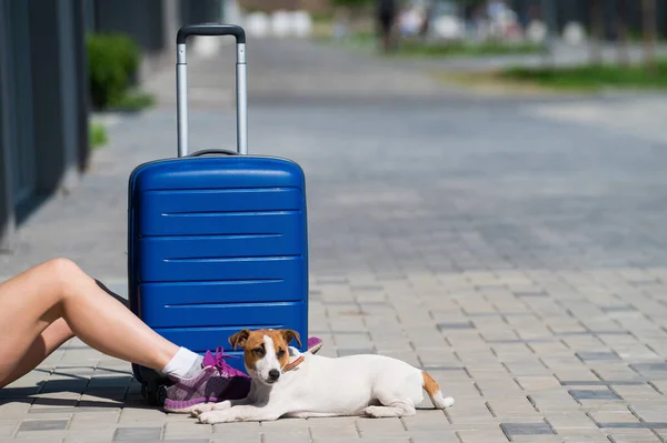 Gesichtslose Frau in kurzen Hosen sitzt mit einem Haustier auf dem Bürgersteig. Ein Hund zu Füßen seines Besitzers auf der Straße. Ein Mädchen reist mit einem blauen Koffer und einem Welpen von Jack Russell Terrier. — Stockfoto