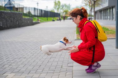 Zeki köpek yavrusu Jack Russell Terrier sokaktaki sahibiyle oynuyor. Safkan bir steyşın köpek kırmızı eşofmanlı Avrupalı bir kadının kollarına atlıyor. Hareket halinde.