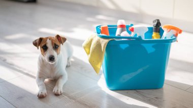 Akıllı, sakin bir köpek yavrusu mutfakta mavi bir kova temizlik ürününün yanında yatıyor. Bir deterjan seti, ev temizliği için bir bez parçası ve apartmanın ahşap zemininde küçük bir köpek. Kimse yok..