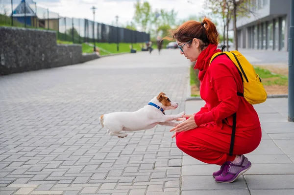 Il cucciolo intelligente Jack Russell Terrier gioca con il proprietario sulla strada. Un cane di razza purosangue salta tra le braccia di una donna europea con una tuta rossa. In movimento.. — Foto Stock