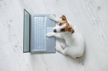 Dizüstü bilgisayardaki sevimli, komik bir köpeğin üst görüntüsü. Safkan Shorthair Jack Russell Terrier kablosuz bilgisayarın önünde ahşap bir zeminde yatıyor. Akıllı köpek işi..