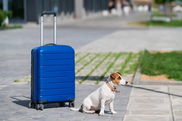 Een eenzame puppy Jack Russell Terrier zit op de stoep naast een blauwe koffer. Kleine hondenreiziger rustend op de weg met bagage. Zomervakantie alleen. — Stockfoto