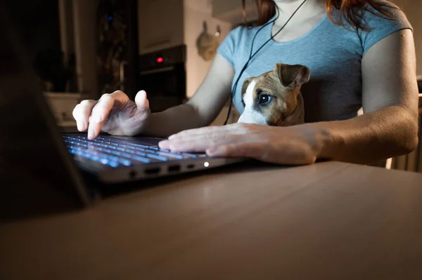 얼굴없는 여자가 노트북으로 공부하고 있어. 한 여성 프리랜서가 저녁늦게 집에서 일을 준비하고 있다. 강아지 잭 러셀 테리어가 주인의 무릎에 앉았습니다. 격리 작업. — 스톡 사진