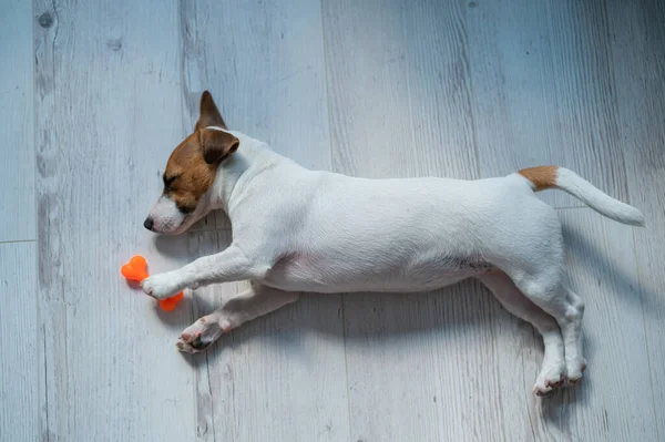 Bovenaanzicht van een pup van Jack Russell Terrier die slaapt op een houten grijze vloer met een speelgoedbot. Een kleine witharige kortharige hond ziet een bot in een droom. — Stockfoto