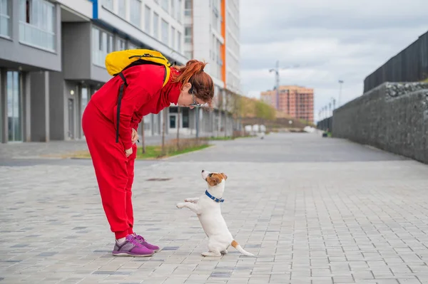 Il cucciolo Jack Russell Terrier esegue il comando. Un piccolo cane divertente in un colletto blu gioca con il proprietario mentre cammina. Il compagno perfetto. Un addestratore di cani donna sta addestrando un animale domestico intelligente . — Foto Stock