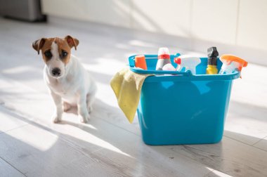 Çalışkan bir köpek yavrusu mutfakta mavi bir plastik temizlik ürününün yanında oturur. Bir deterjan seti, ev temizliği için bir bez parçası ve apartmanın ahşap zemininde küçük bir köpek. Kimse yok..