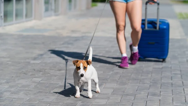 Una donna senza volto in pantaloncini e scarpe da ginnastica sta camminando con i bagagli in mano e un cucciolo Jack Russell Terrier al guinzaglio. Gambe femminili, valigia blu su ruote e un cane sul marciapiede. Viaggiare con un animale domestico. — Foto Stock