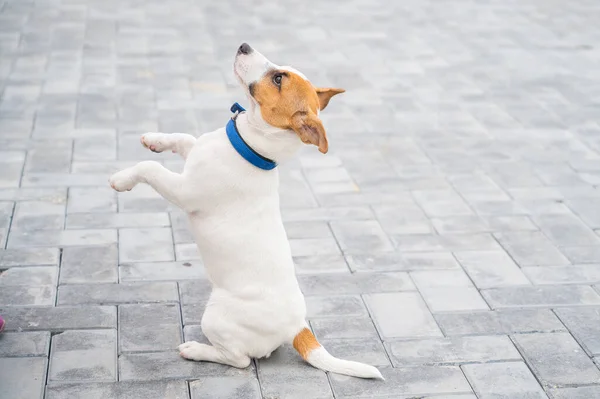 Filhote de cachorro Jack Russell Terrier executa o comando. Um pequeno cão engraçado em um colarinho azul brinca com o proprietário enquanto caminha. O companheiro perfeito. Uma mulher manipuladora de cães está treinando um animal de estimação inteligente . — Fotografia de Stock