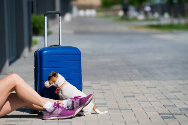 Gezichtloze vrouw gekleed in korte broek zit op de stoep met een huisdier. Een hond aan de voeten van de eigenaar op straat. Een meisje reist met een blauwe koffer en een puppy van Jack Russell Terrier. — Stockfoto