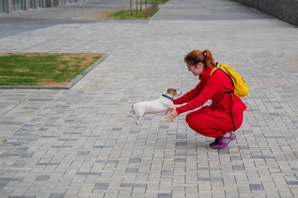 Умный щенок Джек Рассел Терьер играет с владельцем на улице. Pedigreed shorthair собака весело прыгать на женщину. Энергетическое животное в движении. — стоковое фото